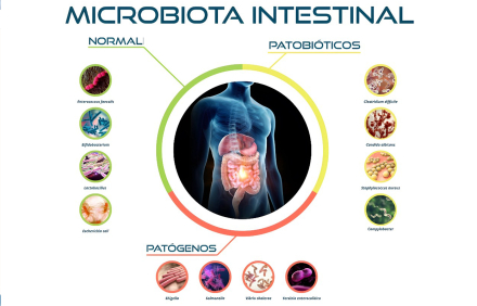 microbiota2.jpg