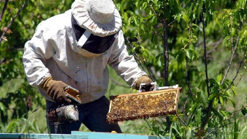 El Chaco endulza al país: líder nacional en miel orgánica gracias a su flora única