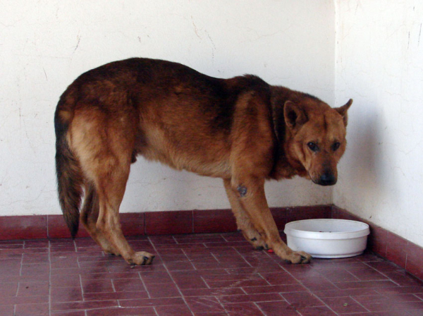 <p>"Lobo" otro recuero entrañable del barrio. </p>