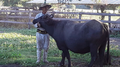 La 4.ª Expo Búfalo chaqueña se presentó en La Rural 