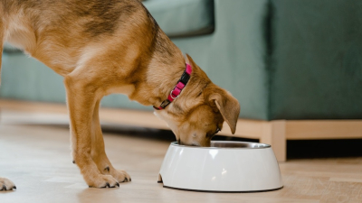Cuáles son los beneficios del caldo de huesos para los perros