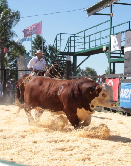 toro13.jpg