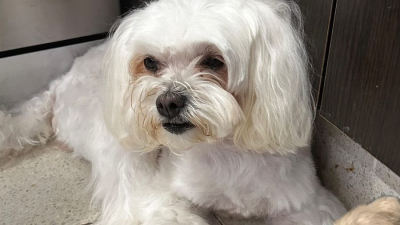 Búsqueda urgente: Ela, la perrita maltés perdida en Resistencia