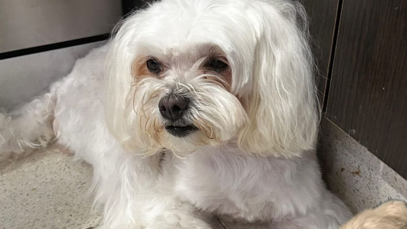 Búsqueda urgente: Ela, la perrita maltés perdida en Resistencia