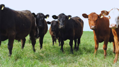 Alfalfa: pautas para mejorar la eficiencia y la producción de carne