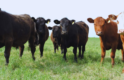Alfalfa: pautas para mejorar la eficiencia y la producción de carne