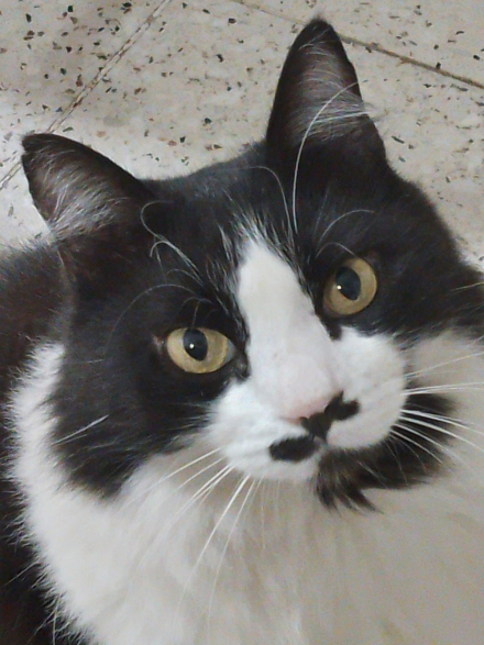 gato2.jpg