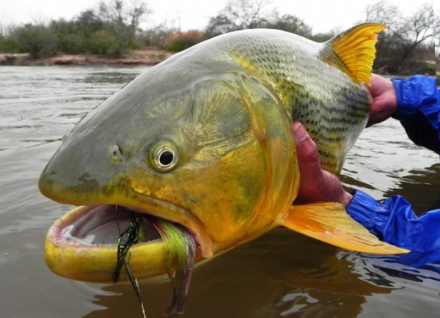 bbx_232889050_dorado.jpg