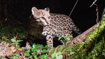 Huellita, la ocelote más longeva del mundo que vive en Misiones