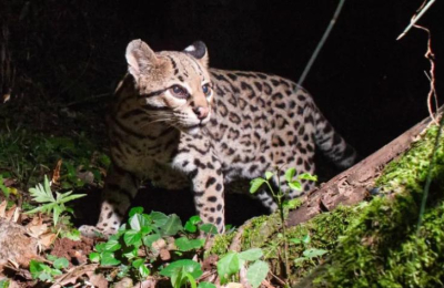 Huellita, la ocelote más longeva del mundo que vive en Misiones