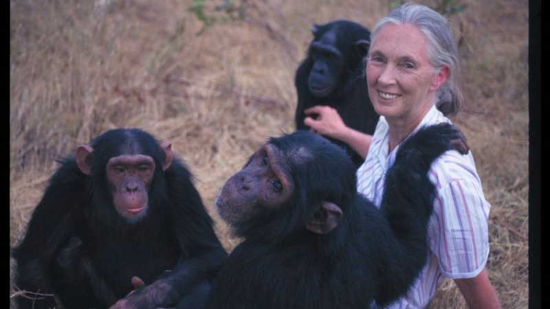 El fallecimiento de Jane Goodall