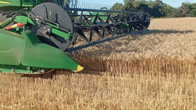 Con rindes históricos, comenzó la cosecha de trigo en el Sudoeste