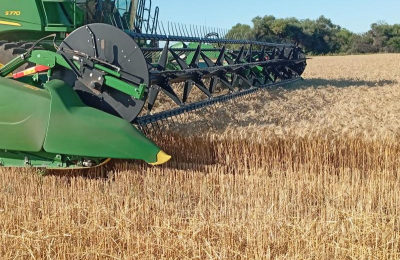 Con rindes históricos, comenzó la cosecha de trigo en el Sudoeste