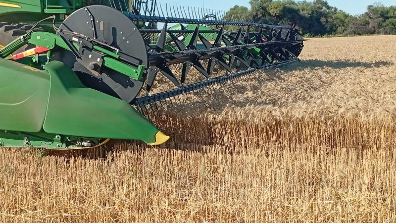 Con rindes históricos, comenzó la cosecha de trigo en el Sudoeste
