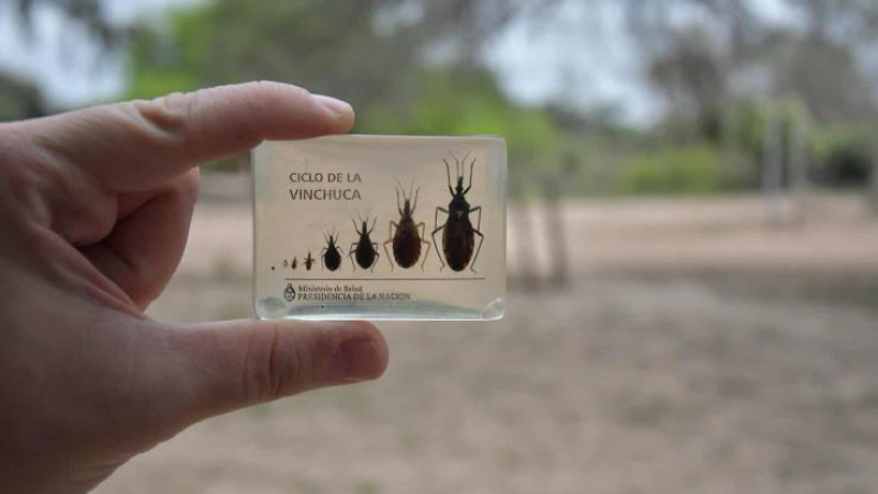Con aporte científico de la UNNE, desarrollan una vacuna nasal para tratar el Chagas