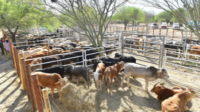 Ferias y remates paipperos en noviembre