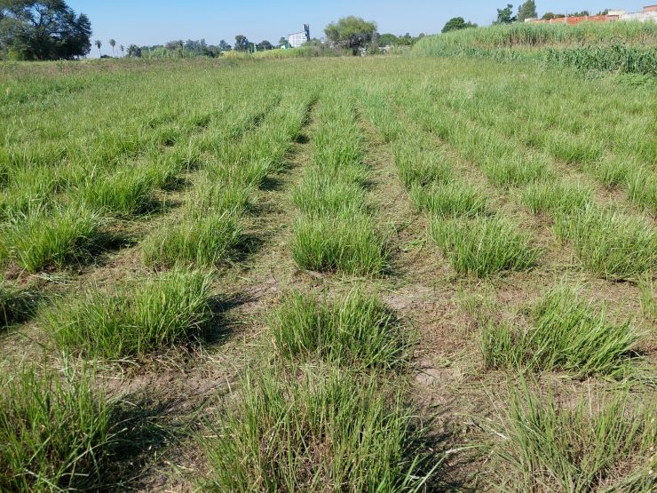 Pasto Horqueta.jpg