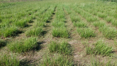 Pasto horqueta: con herramientas genéticas darían solución a la falta de forraje en invierno