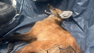 Rescatan a un aguará guazú herido y lo trasladan para su atención veterinaria