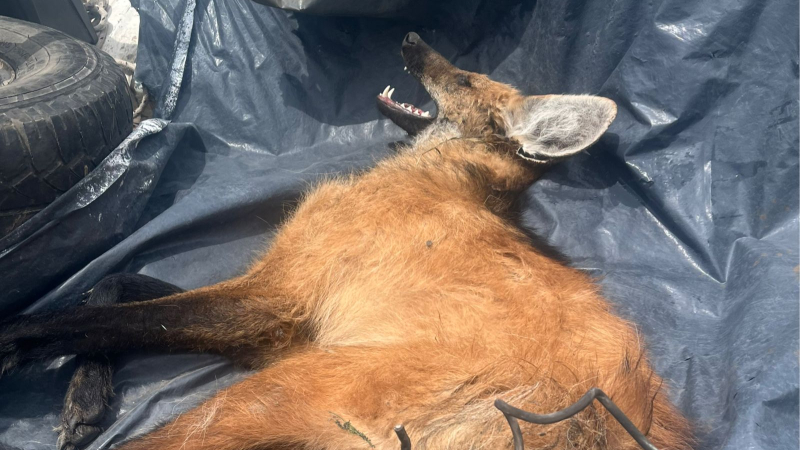 Rescatan a un aguará guazú herido y lo trasladan para su atención veterinaria