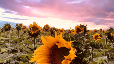 Una productora de Villa Ángela ganó el certamen del primer lote de girasol