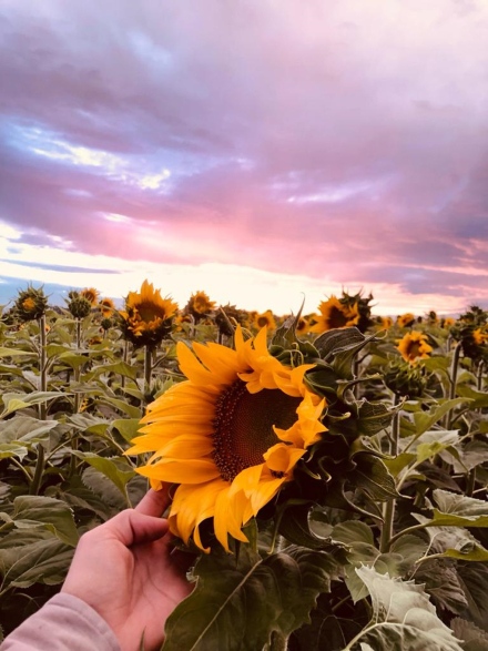 GIRASOL .JPG