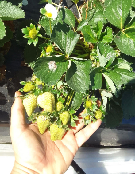 frutilla2.jpg