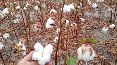 Ante el calor extremo, investigan la resistencia de la planta de algodón
