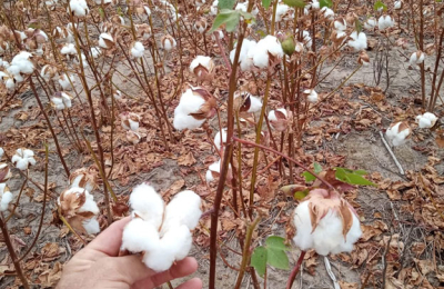 Ante el calor extremo, investigan la resistencia de la planta de algodón