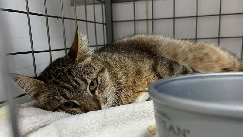 Piden colaboración para operar a Patita, una gata callejera atropellada