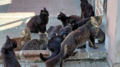 Preocupación de vecinos por gatos en presunto estado de abandono