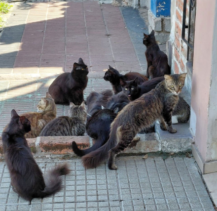 gatos.jpg