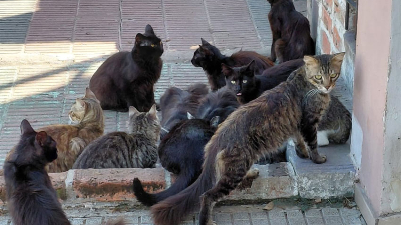Preocupación de vecinos por gatos en presunto estado de abandono