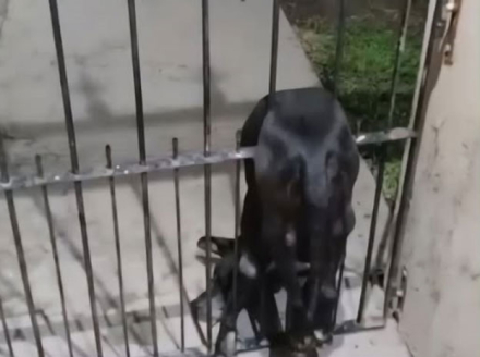 perrito.jpg
