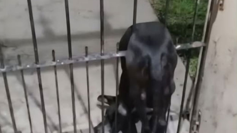 Aseguran que un perro murió como consecuencia de la pirotecnia