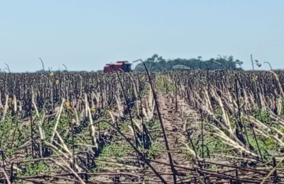 La cosecha girasolera se presenta como "oxígeno" para el productor en el sudoeste