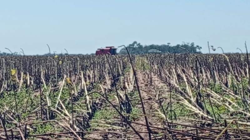 La cosecha girasolera se presenta como "oxígeno" para el productor en el sudoeste