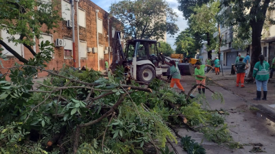 Hubo más árboles caídos en el Área Metropolitana y continúan los operativos para quitarlos