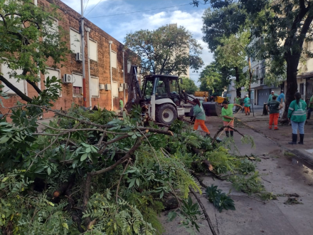 arbol.jpg
