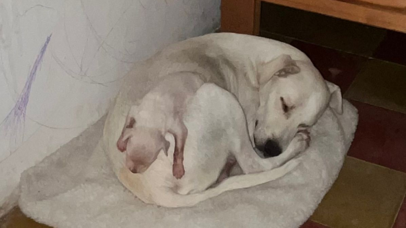 Perrita extraviada: creen que fue a buscar a su cría dada en adopción  