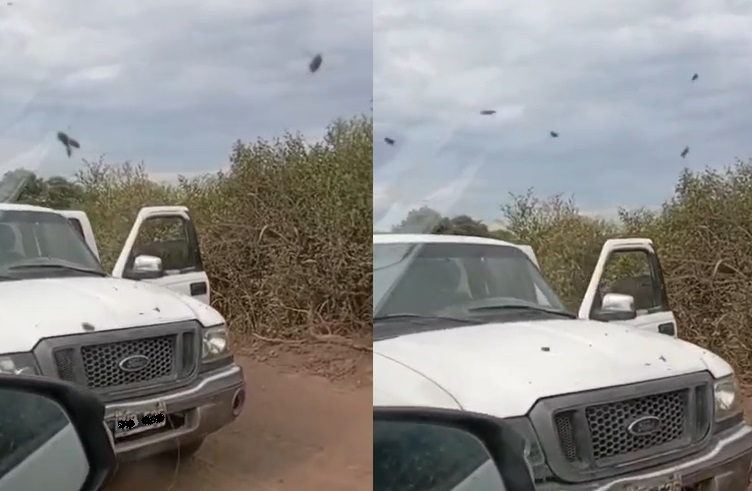abejas2.jpg