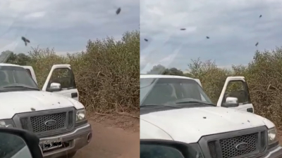 Los atacó un enjambre de abejas y terminaron hospitalizados