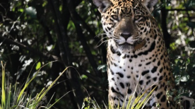 El yaguareté vuelve a latir en El Impenetrable
