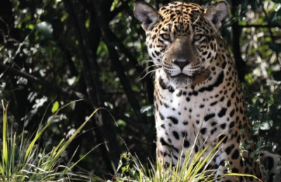 El yaguareté vuelve a latir en El Impenetrable