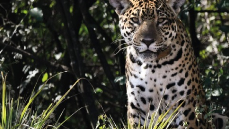 El yaguareté vuelve a latir en El Impenetrable