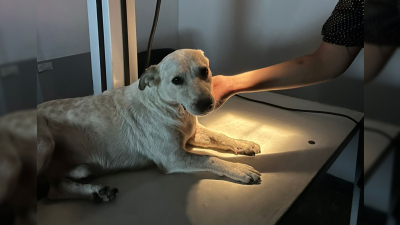 Rocky, el perrito comunitario de Fontana que necesita cirugía urgente