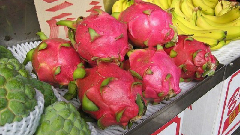 La fruta del dragón crece en la Argentina