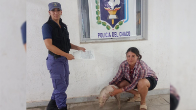 La Policía recuperó un lechón y lo devolvió a su dueña