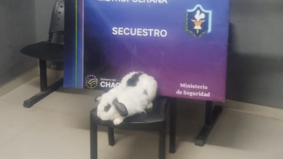 Quiso quedarse con un conejo ajeno y lo detuvieron