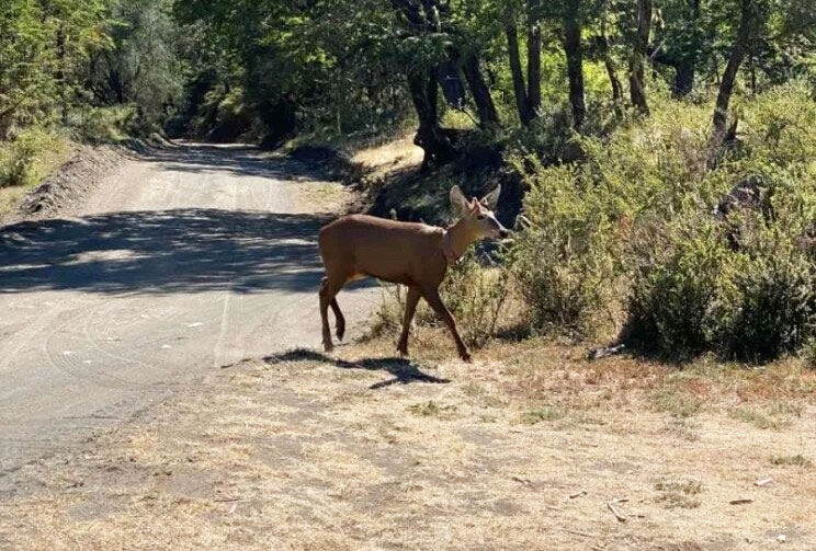 huemul3
